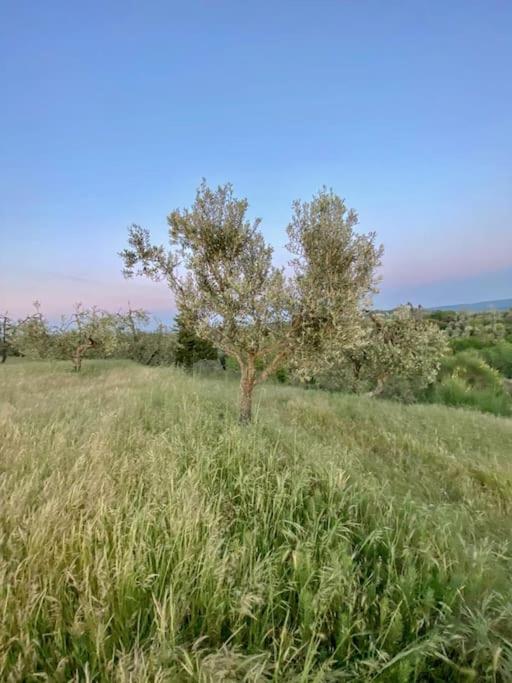 Podere San Giorgio Palaia Εξωτερικό φωτογραφία